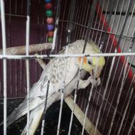 جفت عروس هلندی نر و ماده