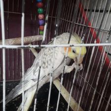 جفت عروس هلندی نر و ماده