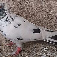 کبوترنرسالم مغرور