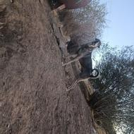 پژدر عراقی اصیل واگذاری