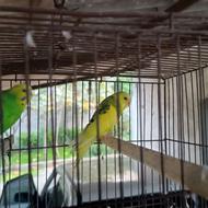 فروش یک جفت مرغ عشق