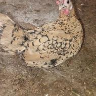 مرغ مینیاتوری