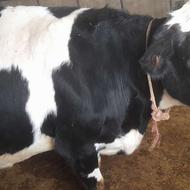 یک راس گاو هلشتاین