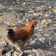 خریدار برهما مرغ خروس و غاز و اردک .تخم غاز هستم