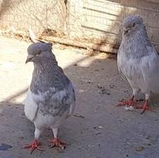 کبوتر کله طوس