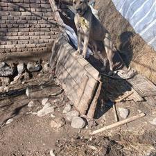 سگ پژدر ماده واگذاری