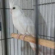 فروش عروس هلندی چشم شرابی البینو نر7ماهه سخنگو