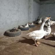 غاز ماده تخمگذار