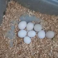 تخم نطفه دارعروس هلندی 20روزه