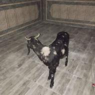 گوسفندسندپاکستان