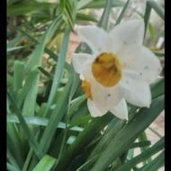 پیازگل نرگس