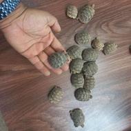 بچه لاکپشت سرحال نژاددار