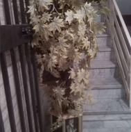 درختچه پاییزی