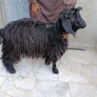 گوسفند خوبب