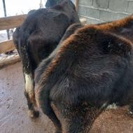 فروش گاو فوری