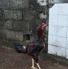 خروس لاری 8 ماه