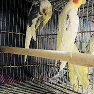 عروس نرماده مولد