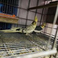 طوطی عروس مولد