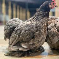 مرغ کوشین مولد