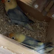 طوطی کوتوله برزیلی مولد