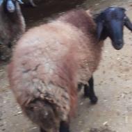 دوتانربره افشار