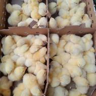 جوجه گوشتی یک روزه