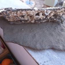 سنگ مرجانی آکواریوم دریای خزر