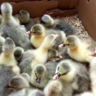 جوجه غازمحلی ودورگ 6روزه