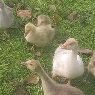 فروش 6 عدد غاز حدود 2 ماه دورگه