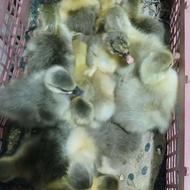 جوجه غازمحلی قیمت130