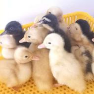 جوجه اردک محلی 4 روزه