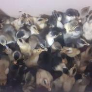 جوجه اردک محلی