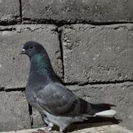 کبوتر پرشی.