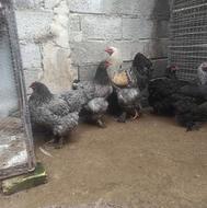 تعدادی مرغ و خروس بلو و بلک