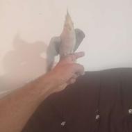 عروس هلندی سرحال