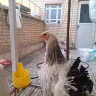 یک جفت مرغ و خروس زینتی برهما