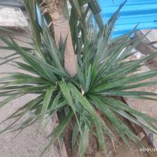 گل با پاجوش زیاد