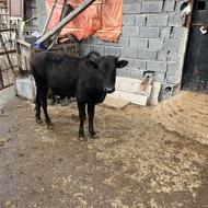 گاو، گوساله ورزا محلی سر شاخدار