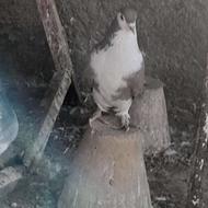 کبوتر دمگیر دوتانر