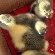 جوجه غاز چهار روزه