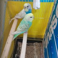 مرغ عشق بالغ رنگ خاص