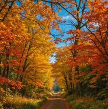 ویلا 250 متری سند تک برگ