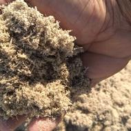 کاه نیشکر تازه