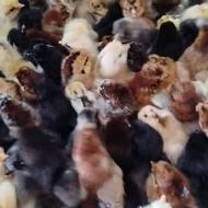 جوجه گلپایگان دوروزه،تباردار،چک زرد