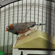 فنچ کینگ اصلی و قفس خالی