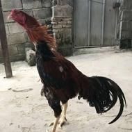 خروس لاری اصیل