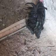 خروس مرندی 10 ماهه