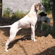 سگ انگلیسی پوینتر اصیل واگذاری