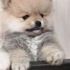 پامرانین خرسی واگزاری