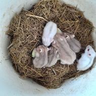 همستر کوتوله یا کمپل